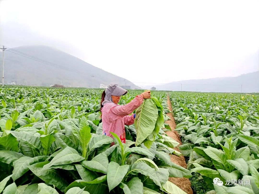 苹果版茄子社区黄版番茄社区app