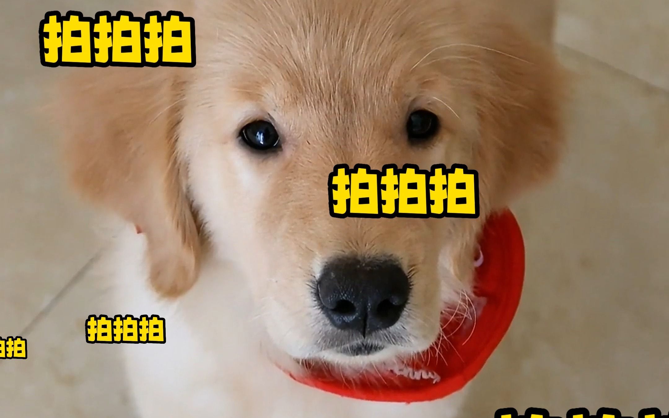 手机版小鸡拍拍拍作业天天拍拍拍会出什么事吗