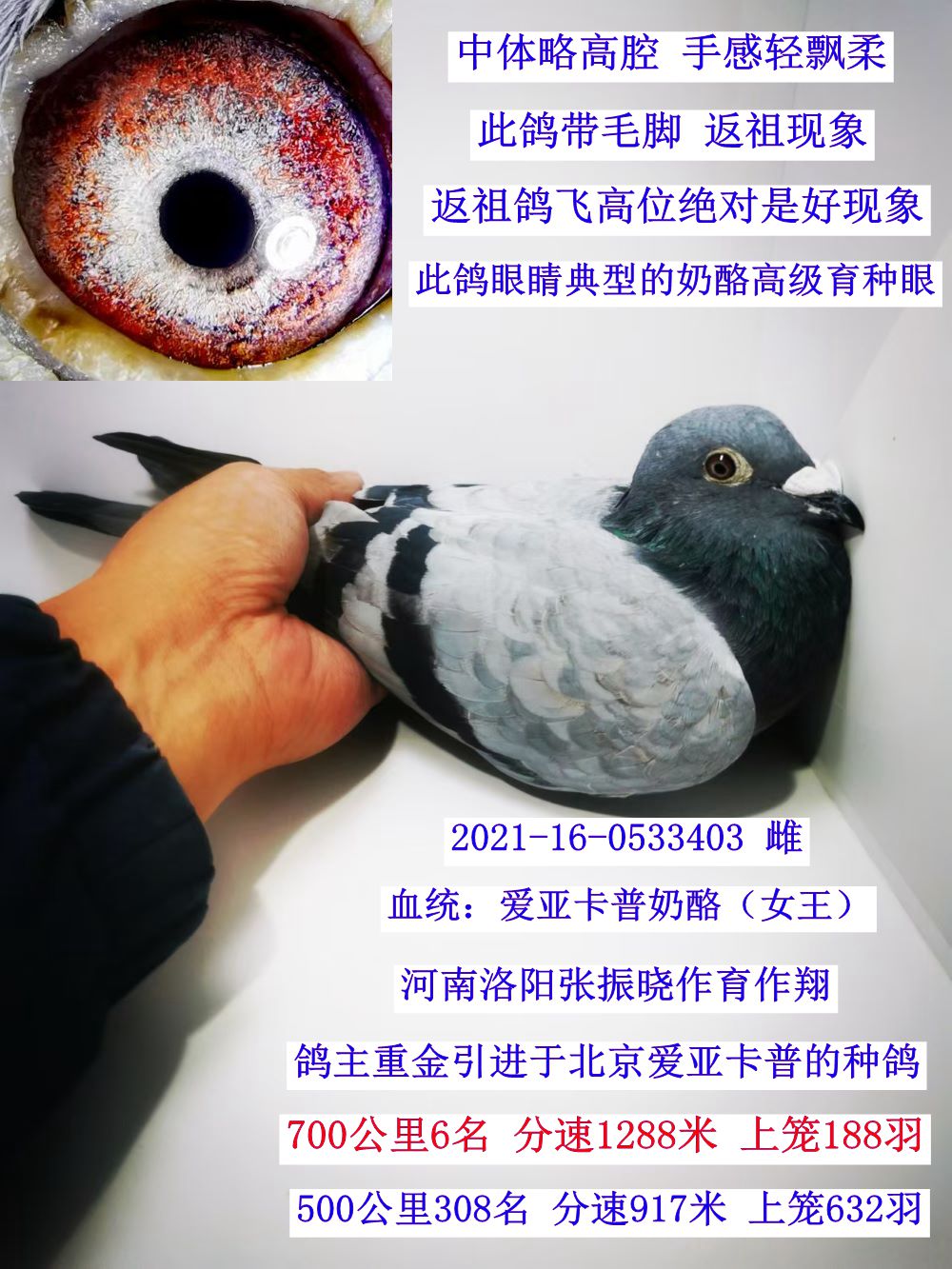 中国信鸽信息网手机版全国免费信鸽查询网入口